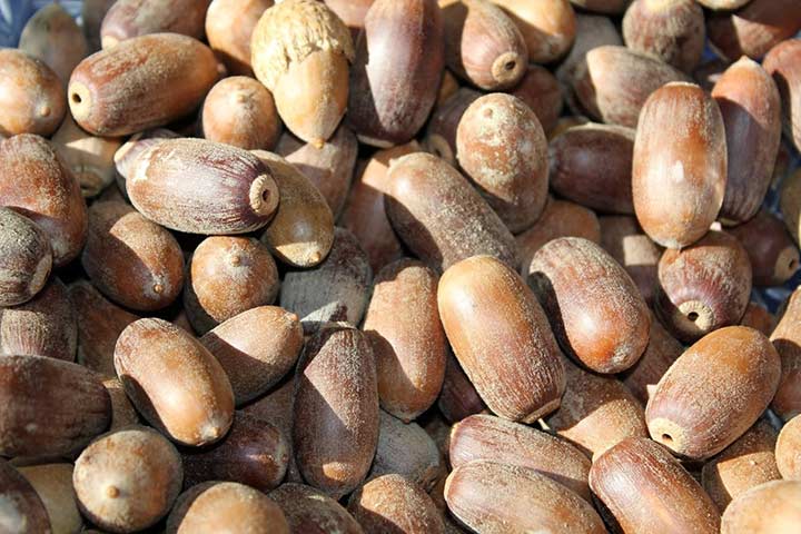 pile of acorns