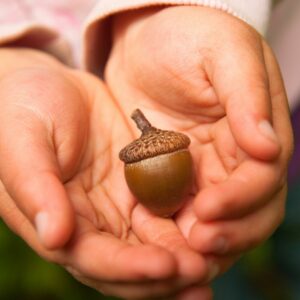 two hands holding an acorn