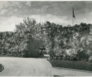 Black and White photograph of the Sutter's Fort entrance, covered with wisteria vines.
