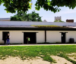 visitors peek into open rooms at Sutter's Fort. The roof is covered with tarps, exposed areas have thick grass growing from them