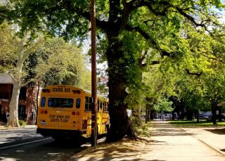 School bus parked on street with trees overhead.