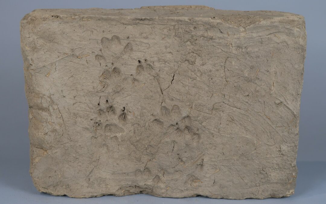 adobe brick with small animal footprints
